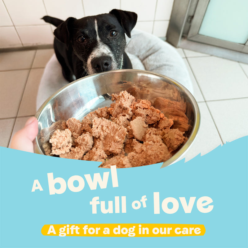 A Bowl Full of Love – A Gift for a Dog in Our Care