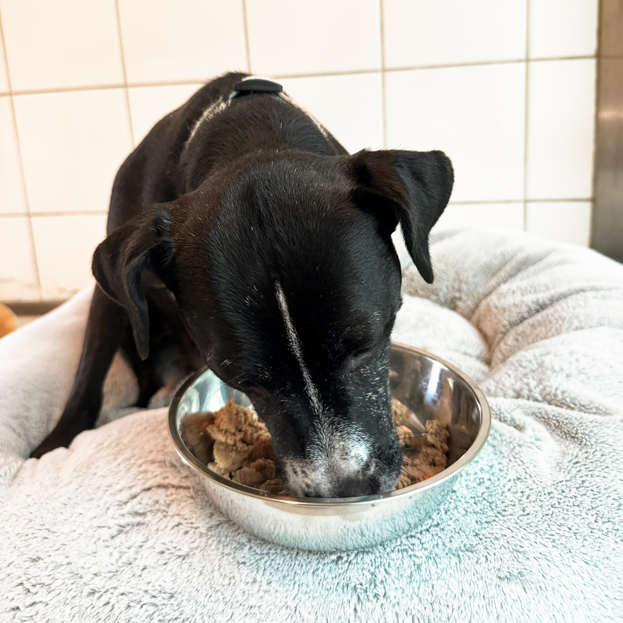 A Bowl Full of Love – A Gift for a Dog in Our Care