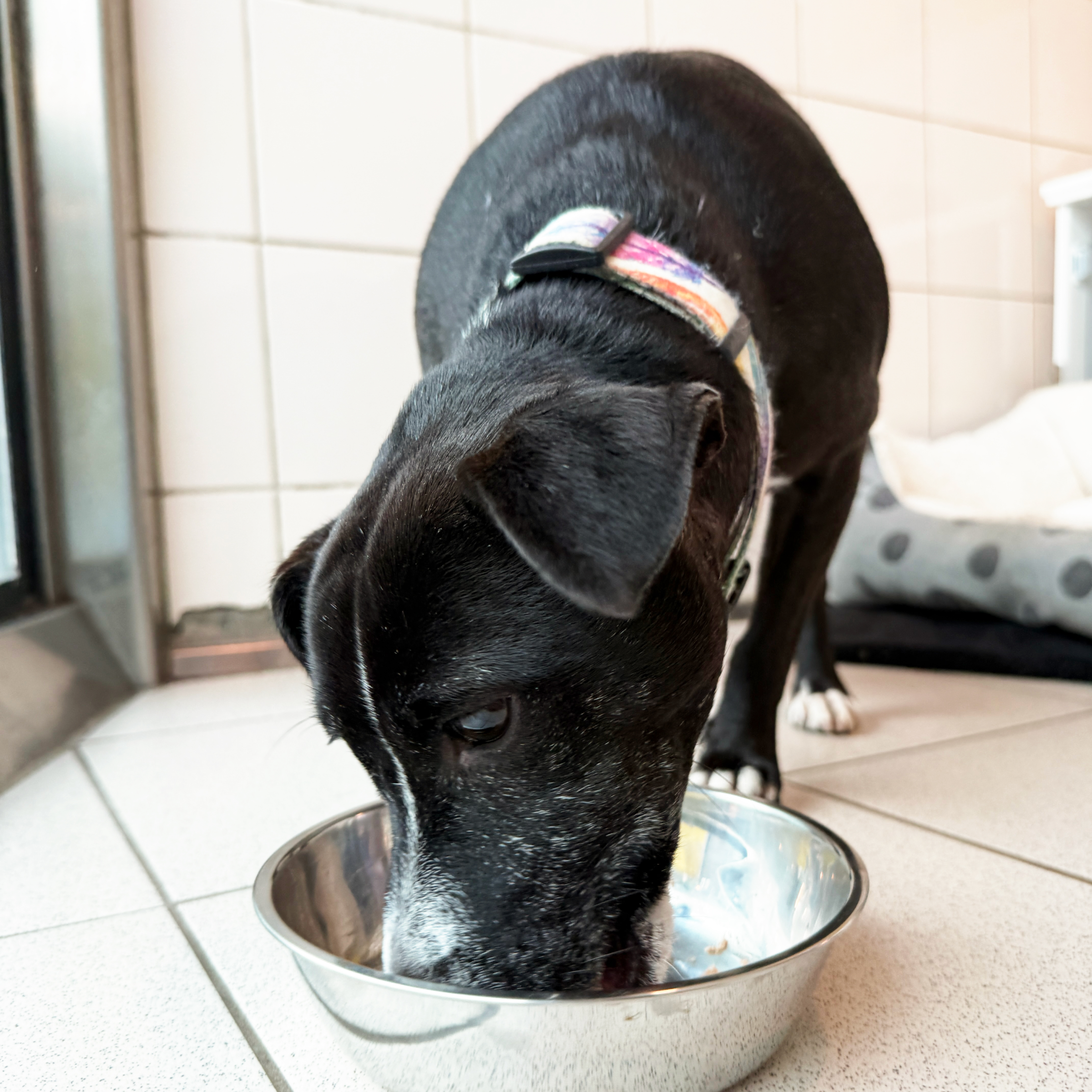 A Bowl Full of Love – A Gift for a Dog in Our Care