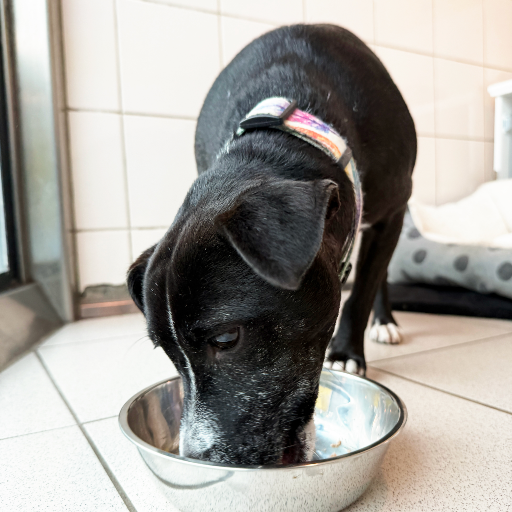 A Bowl Full of Love – A Gift for a Dog in Our Care