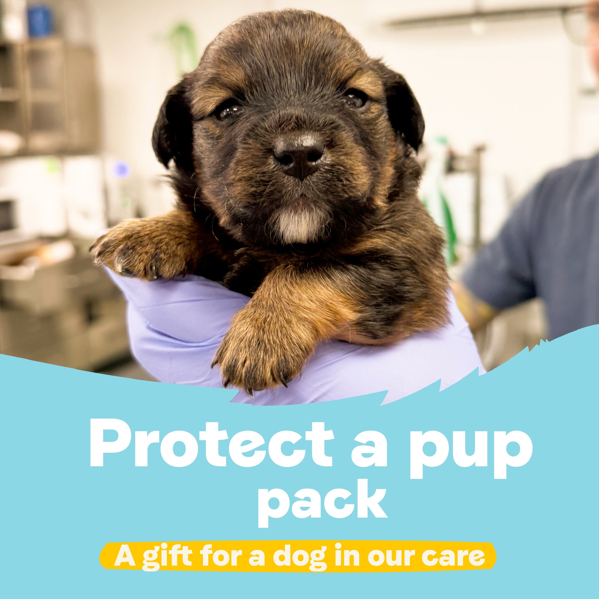 Protect a Pup Pack - A Gift for a Dog in Our Care