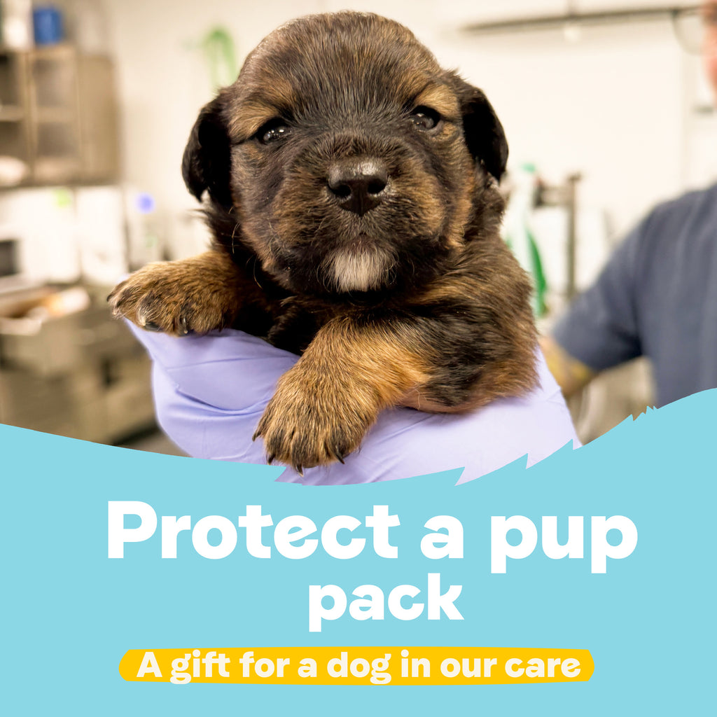 Protect a Pup Pack - A Gift for a Dog in Our Care