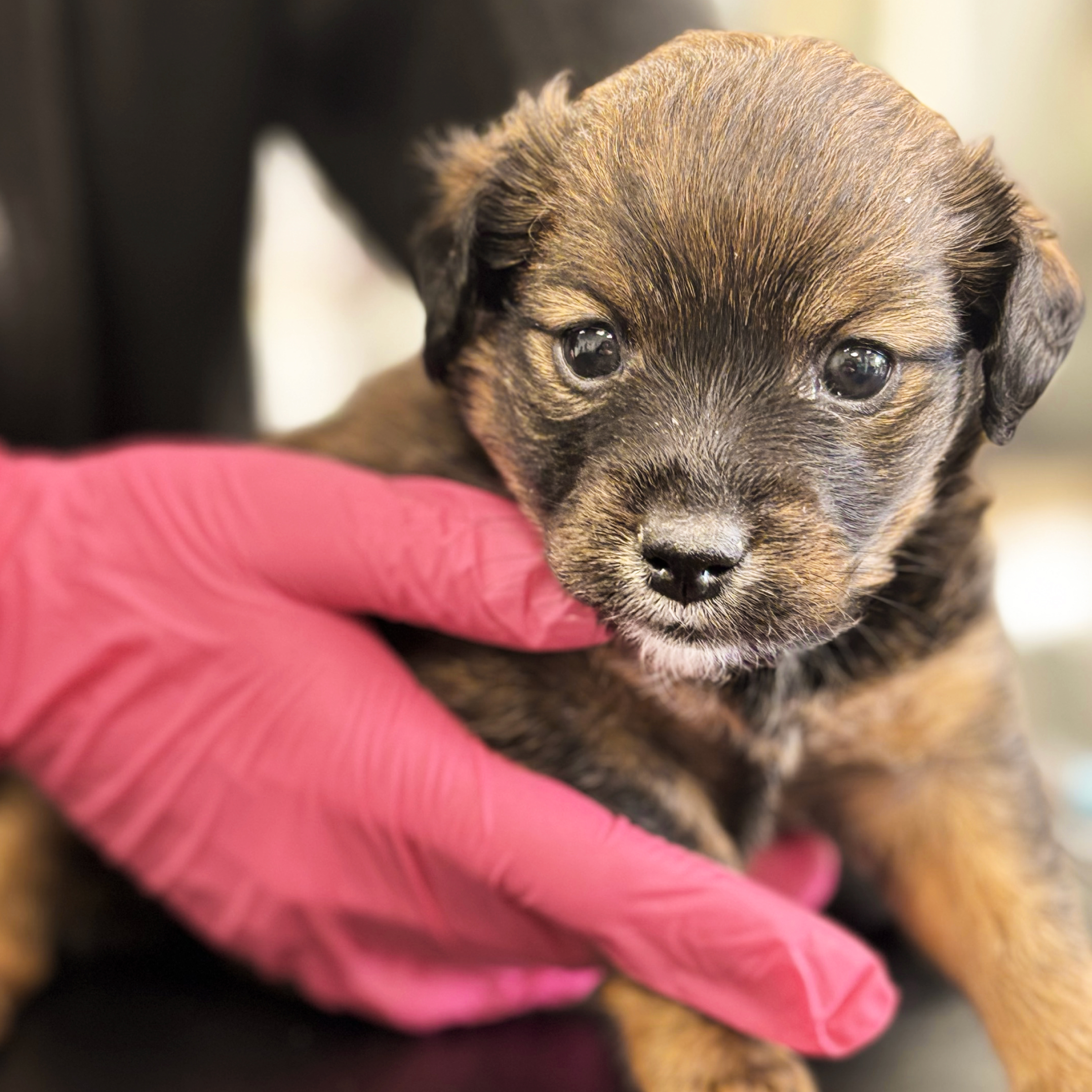 Protect a Pup Pack - A Gift for a Dog in Our Care