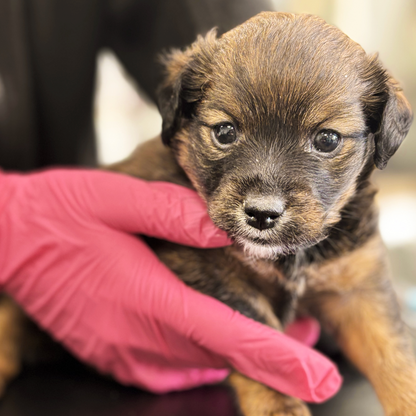 Protect a Pup Pack - A Gift for a Dog in Our Care