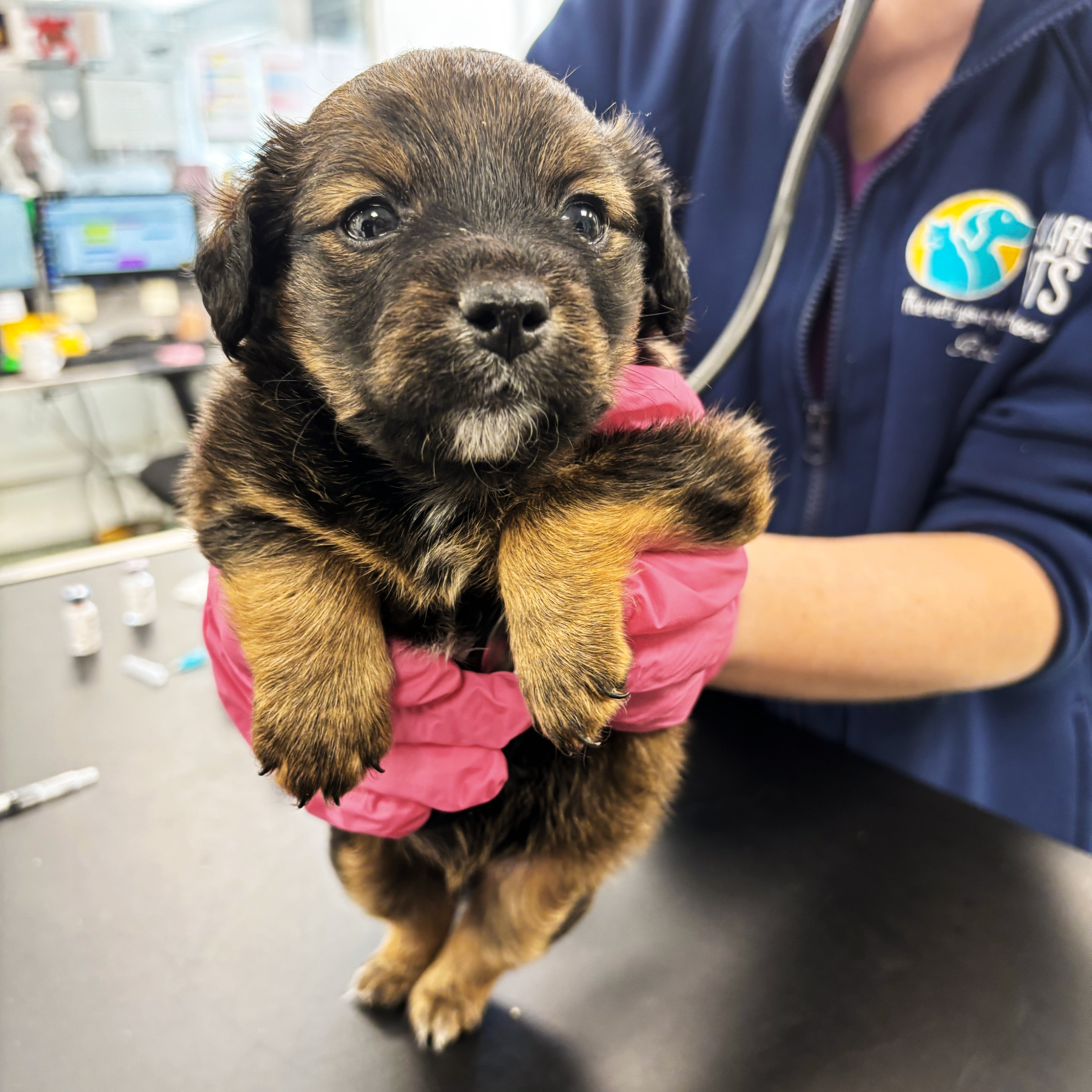 Protect a Pup Pack - A Gift for a Dog in Our Care