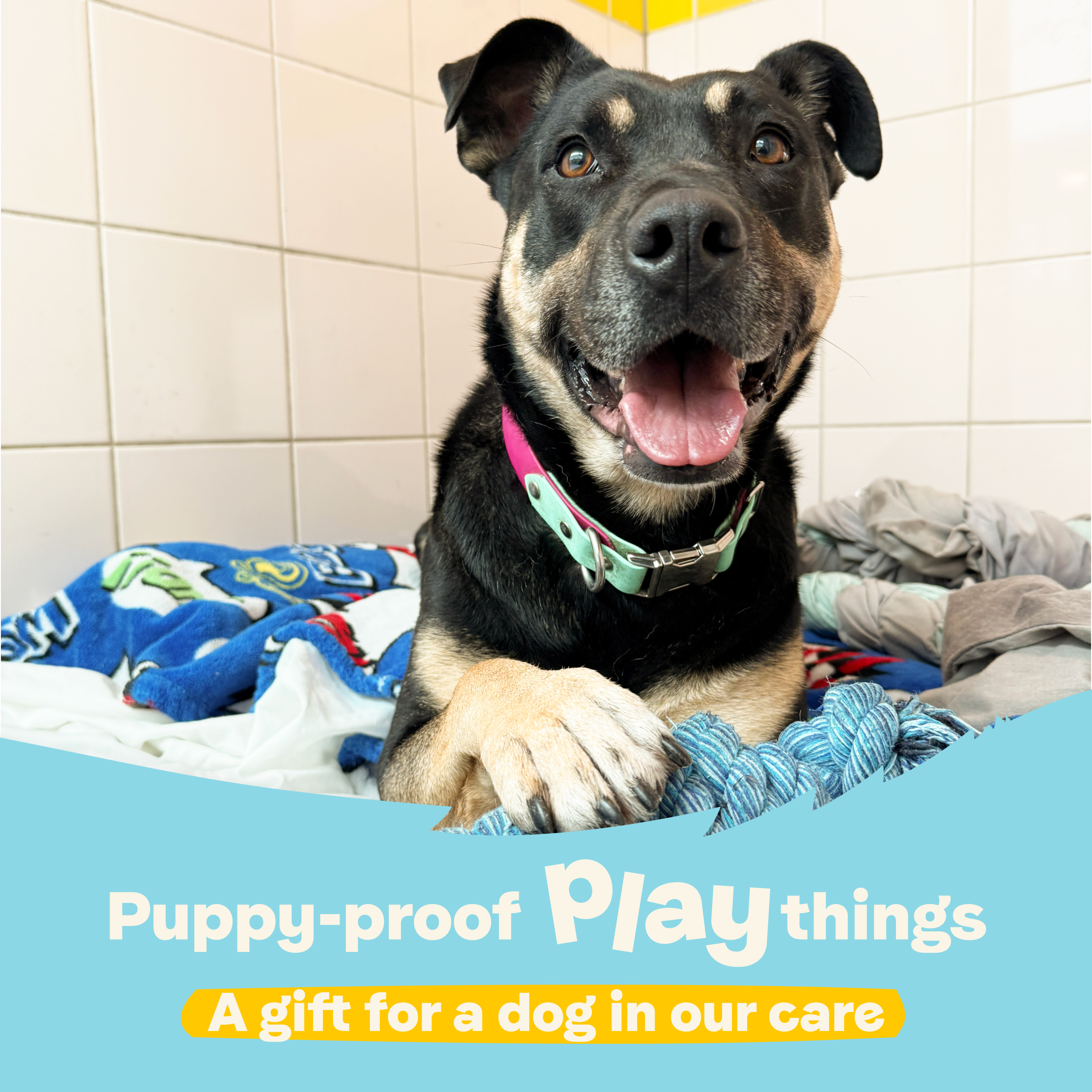 Puppy-Proof Playthings – A Gift for a Dog in Our Care