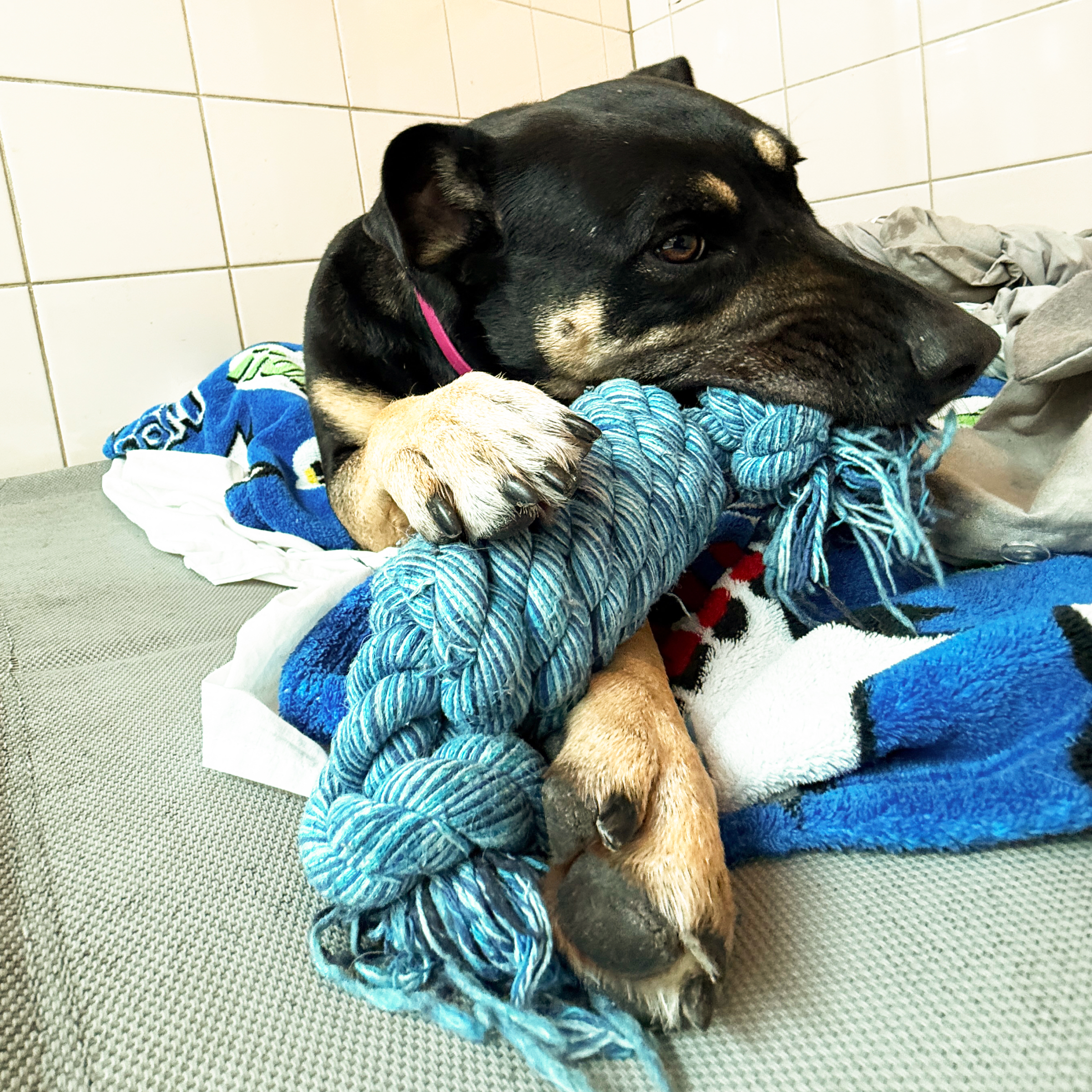 Puppy-Proof Playthings – A Gift for a Dog in Our Care