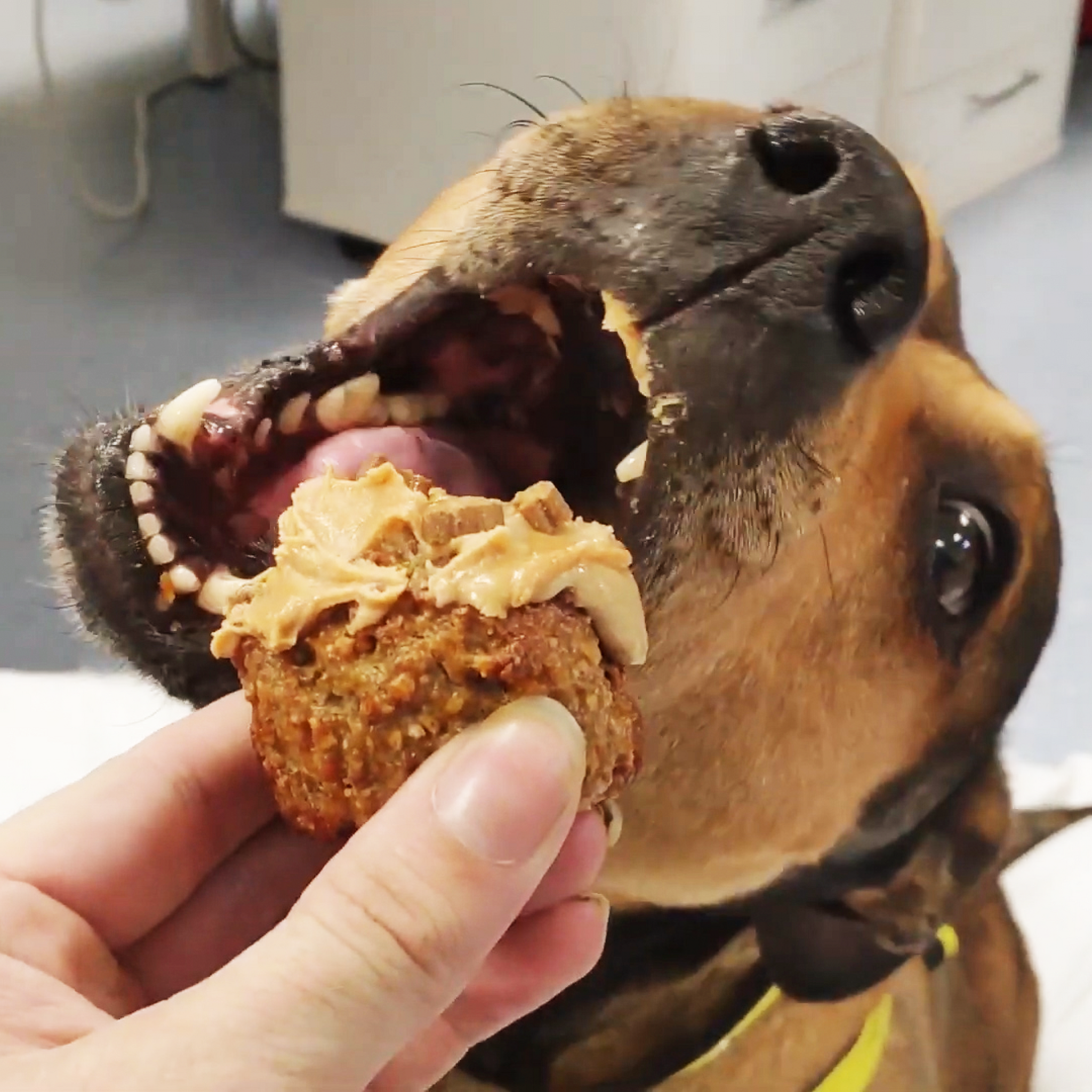 Howl-iday Cheer Dog Treats – A Gift for a Dog in Our Care
