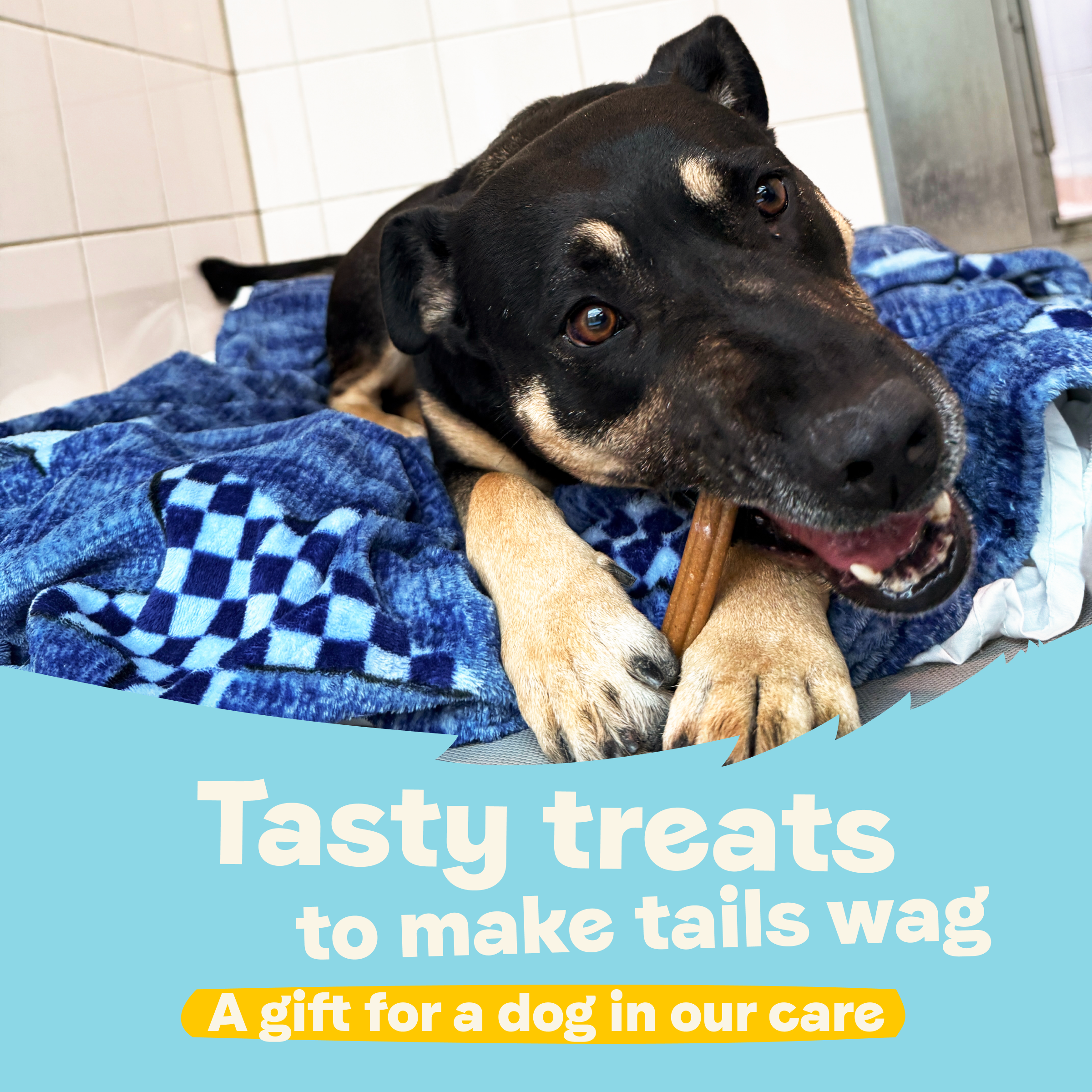 Tasty Treats to Make Tails Wag – A Gift for a Dog in Our Care