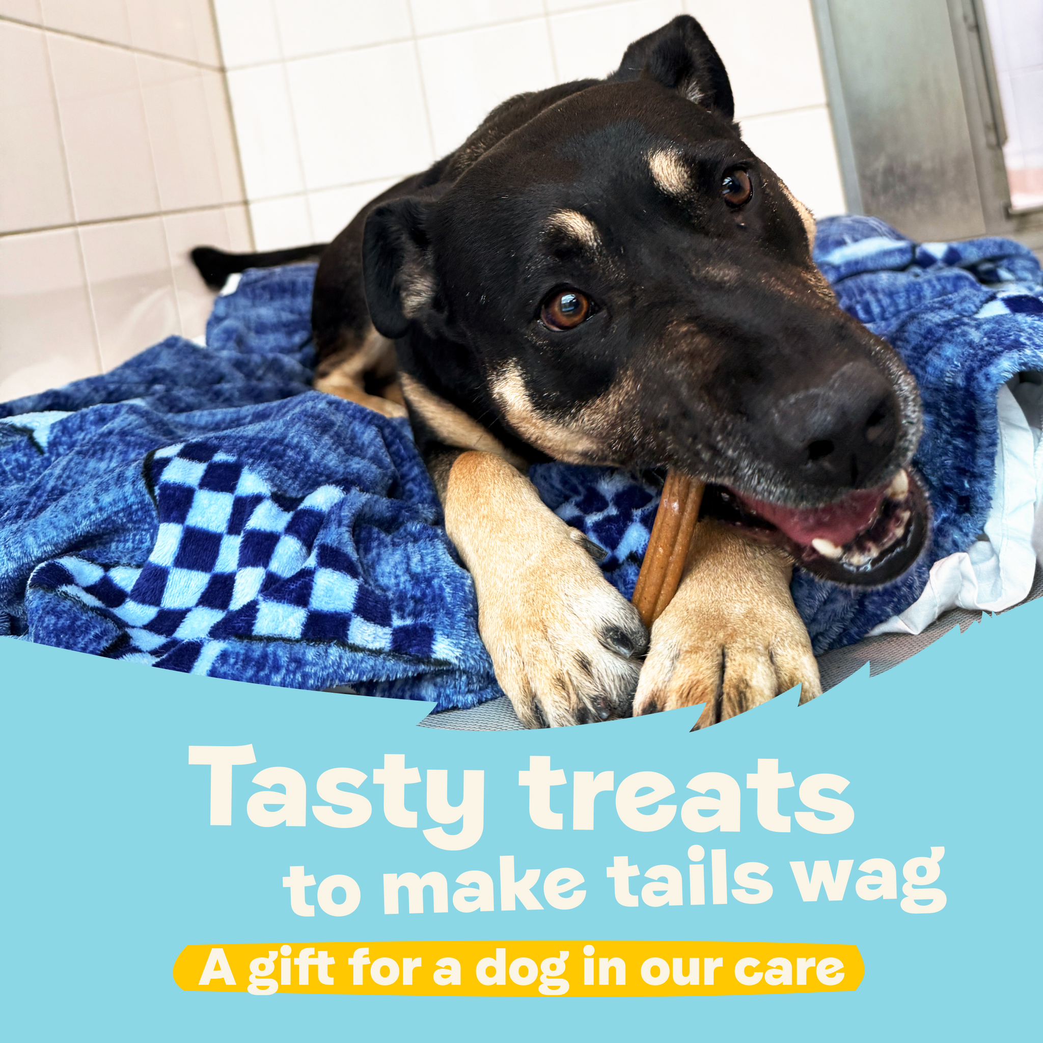 Tasty Treats to Make Tails Wag – A Gift for a Dog in Our Care