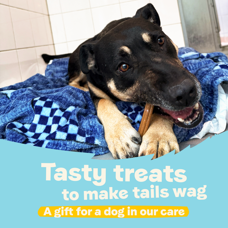 Tasty Treats to Make Tails Wag – A Gift for a Dog in Our Care