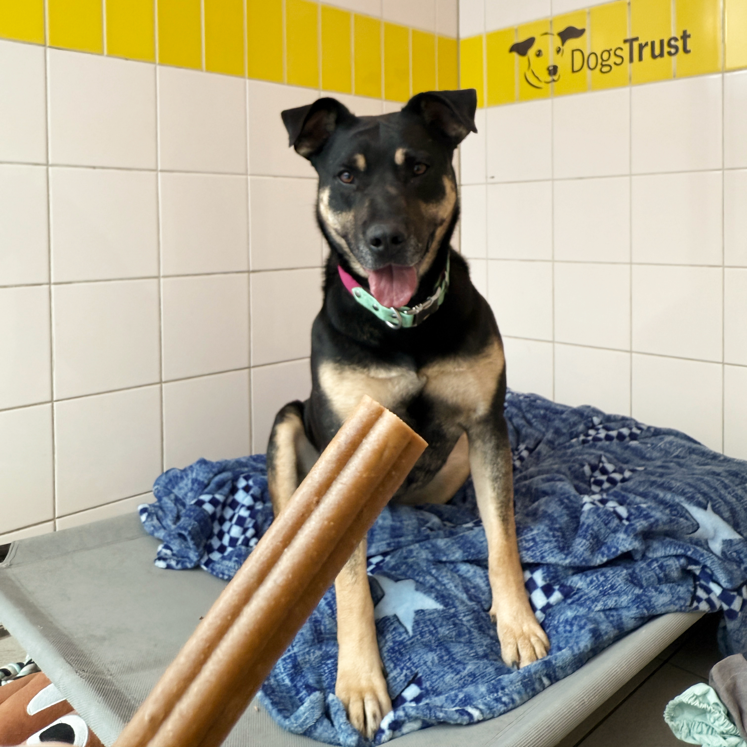Tasty Treats to Make Tails Wag – A Gift for a Dog in Our Care