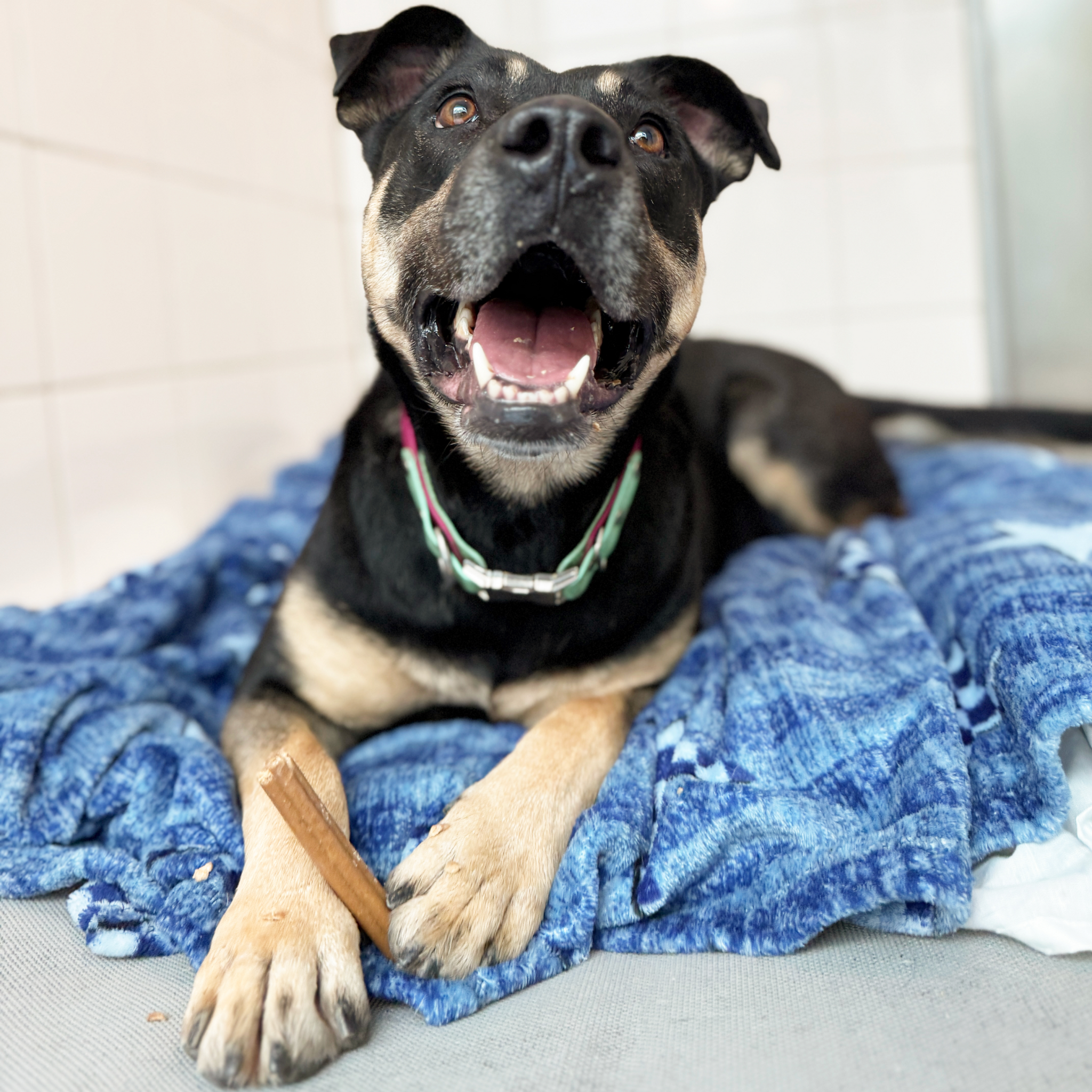 Tasty Treats to Make Tails Wag – A Gift for a Dog in Our Care