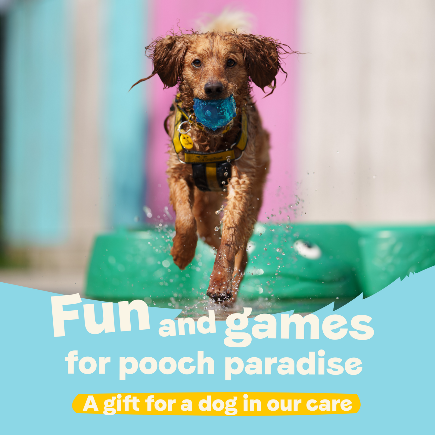Fun And Games For Pooch Paradise - A Gift for a Dog in Our Care