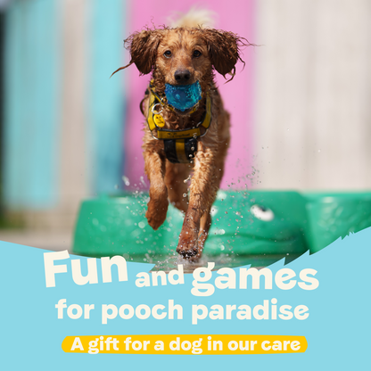 Fun And Games For Pooch Paradise - A Gift for a Dog in Our Care