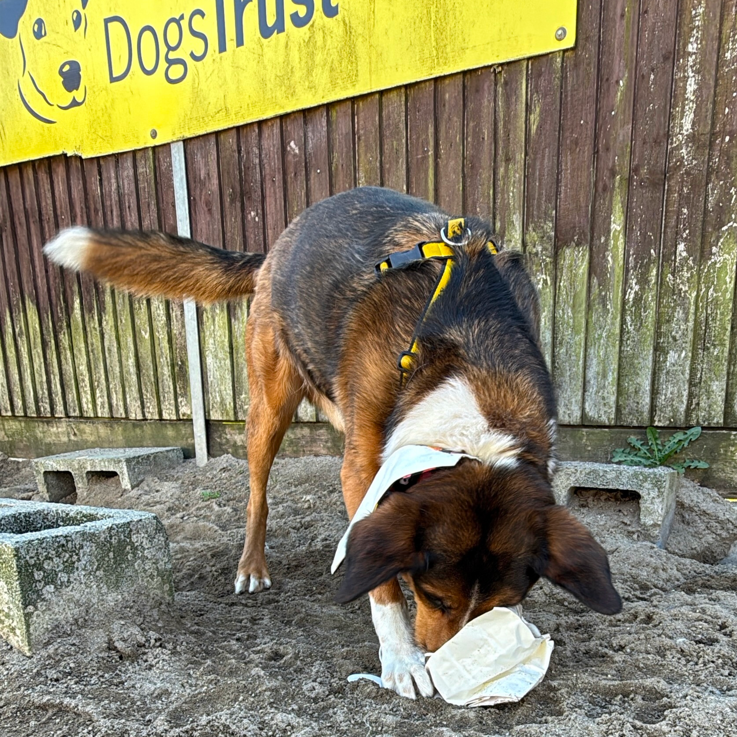 Fun And Games For Pooch Paradise - A Gift for a Dog in Our Care