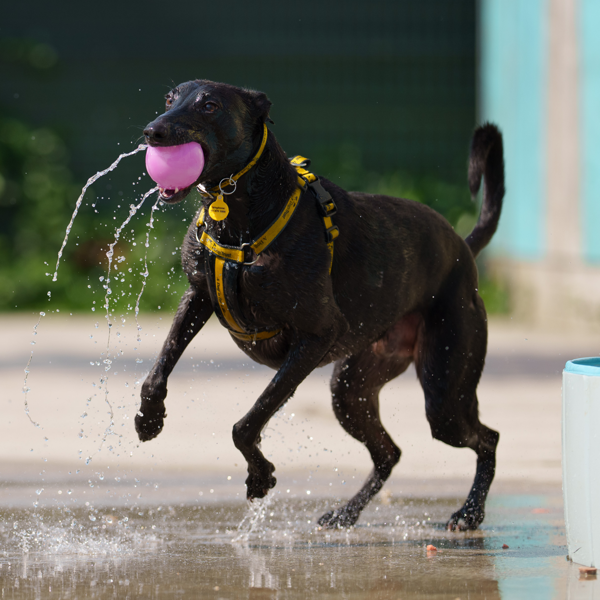 Fun And Games For Pooch Paradise - A Gift for a Dog in Our Care