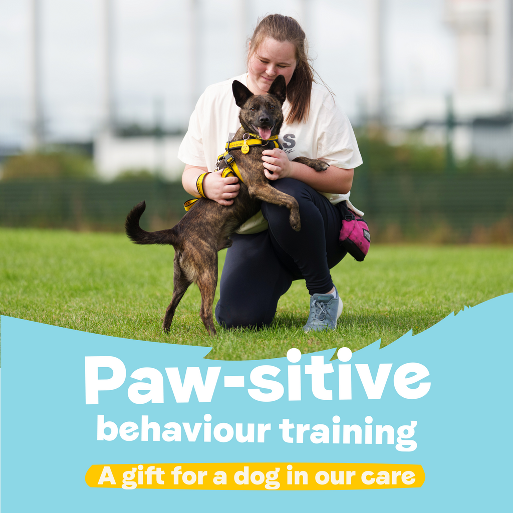Paw-sitive Behaviour Training – A Gift for a Dog in Our Care