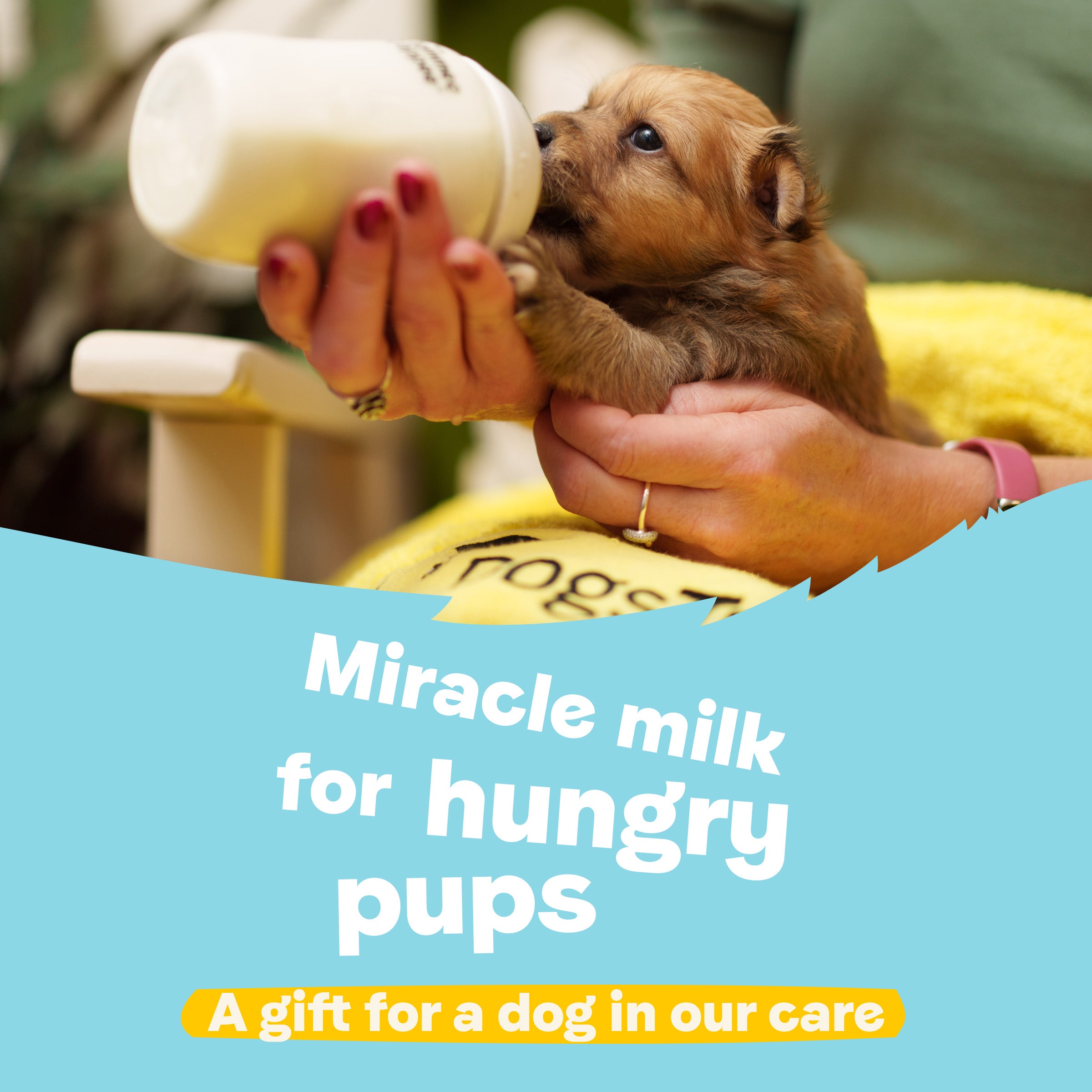 Miracle Milk For Hungry Pups – A Gift for a Dog in Our Care