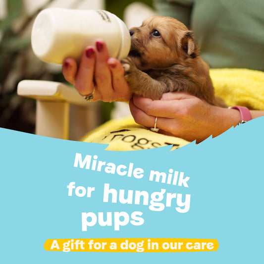 Miracle Milk For Hungry Pups – A Gift for a Dog in Our Care