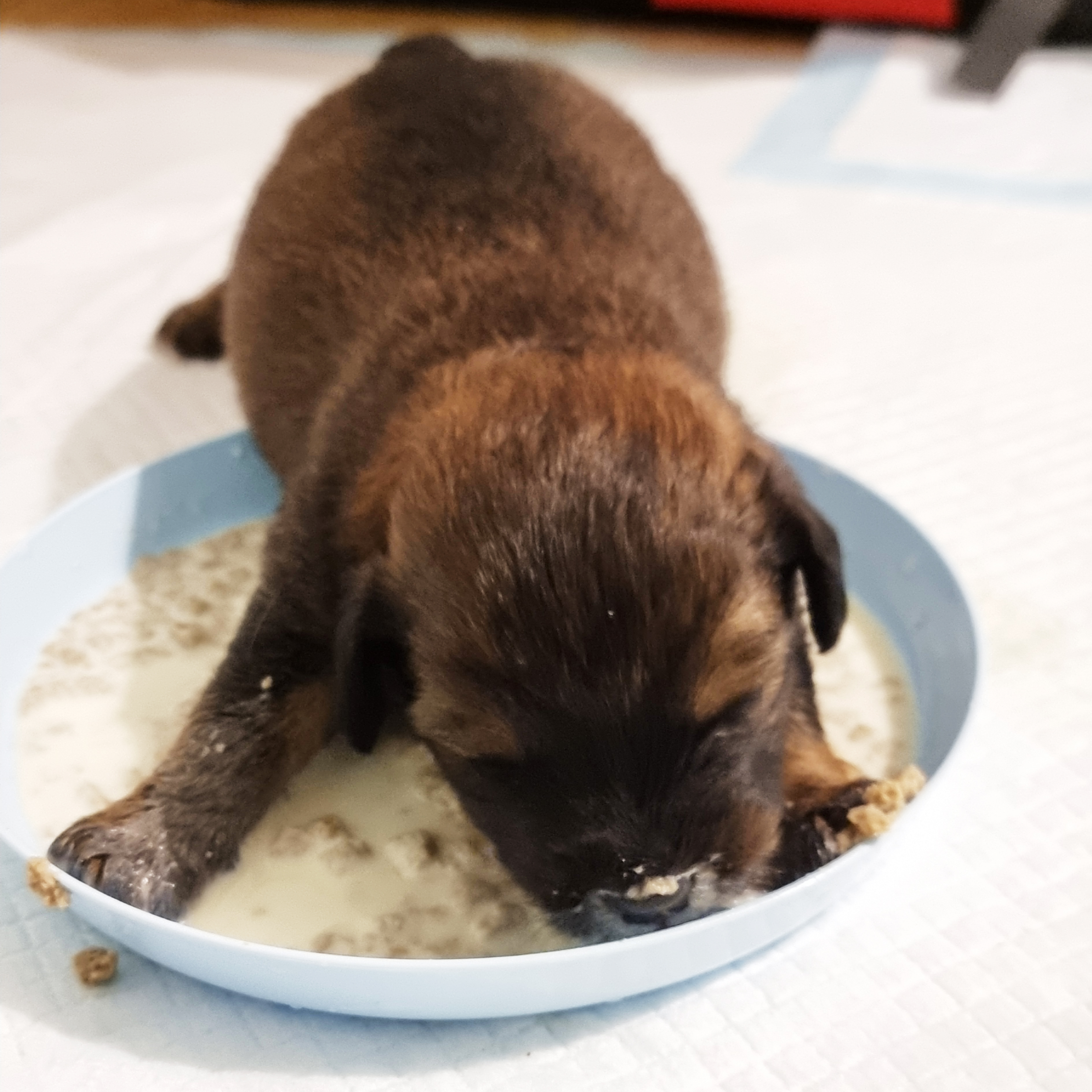 Miracle Milk For Hungry Pups – A Gift for a Dog in Our Care