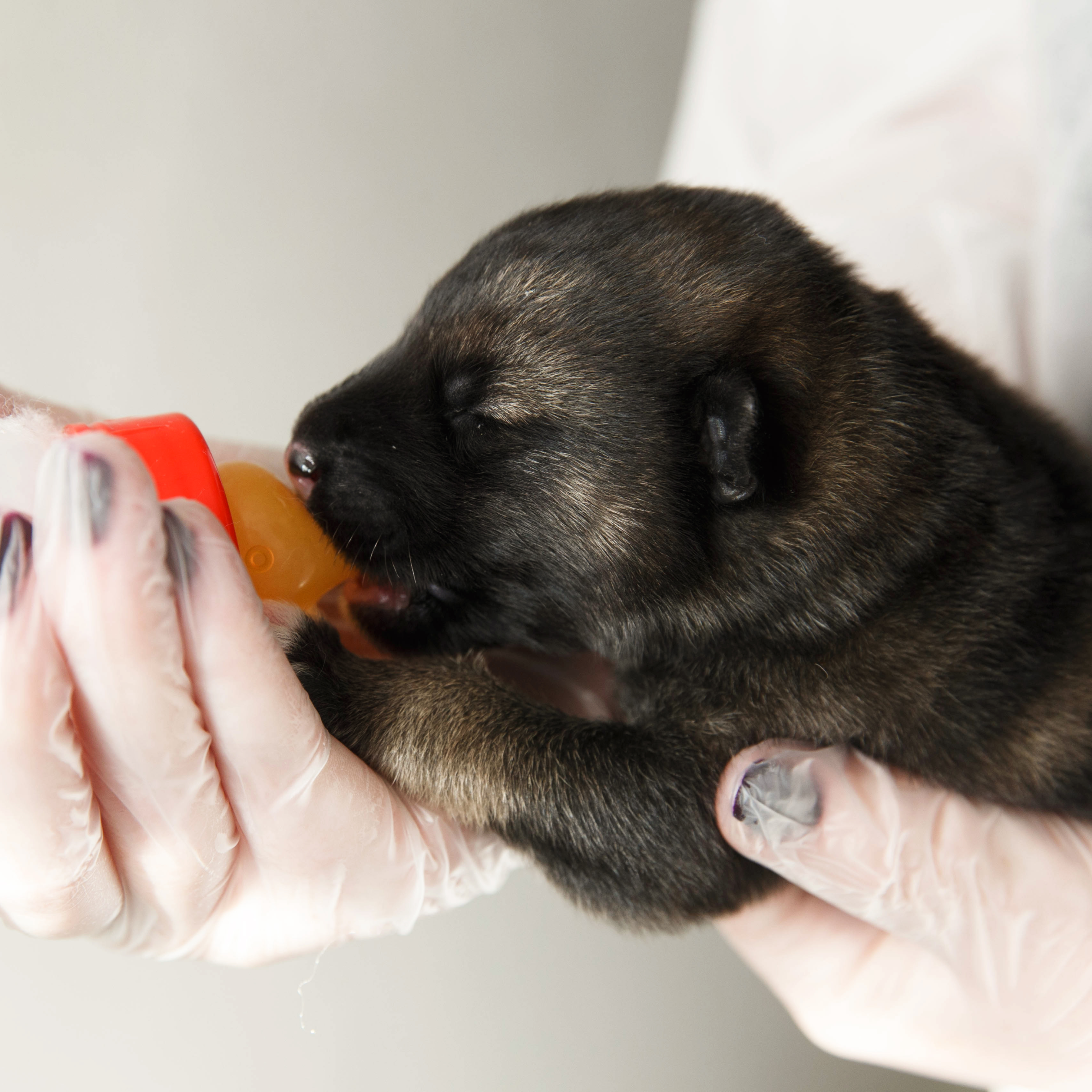 Miracle Milk For Hungry Pups – A Gift for a Dog in Our Care