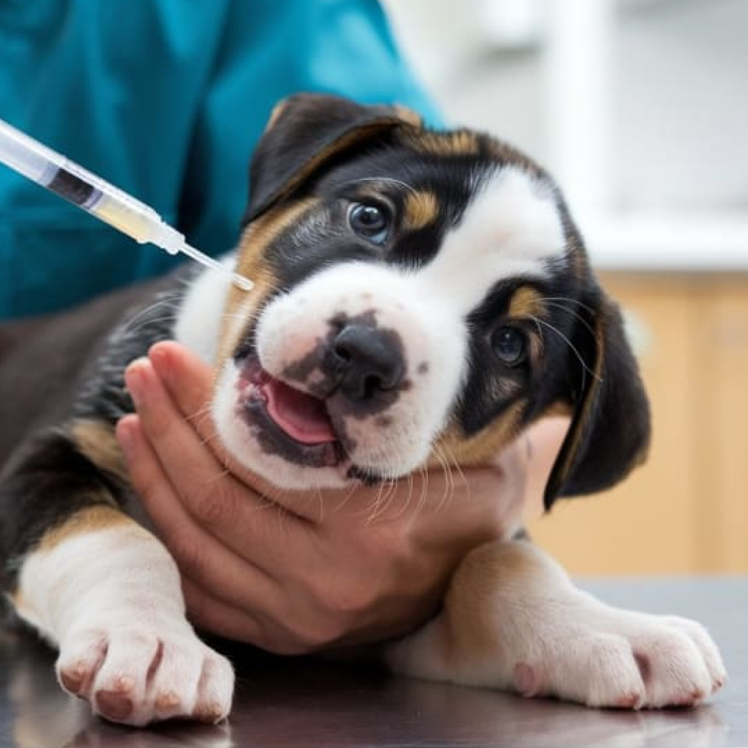 Tummy Treatments For Poorly Pooches – A Gift for a Dog in Our Care