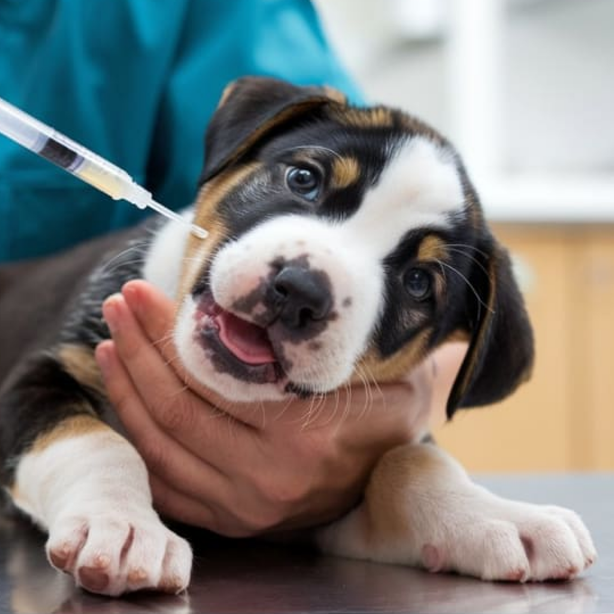 Tummy Treatments For Poorly Pooches – A Gift for a Dog in Our Care