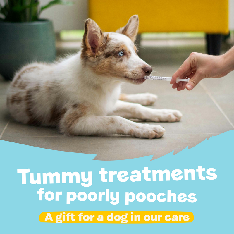 Tummy Treatments For Poorly Pooches – A Gift for a Dog in Our Care