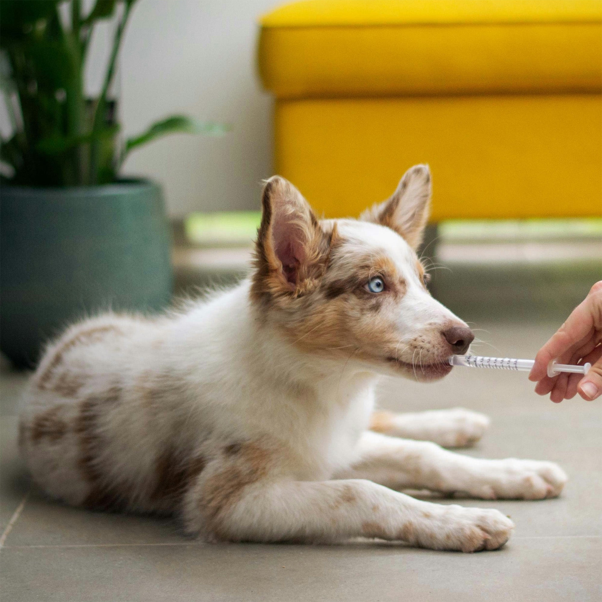 Tummy Treatments For Poorly Pooches – A Gift for a Dog in Our Care