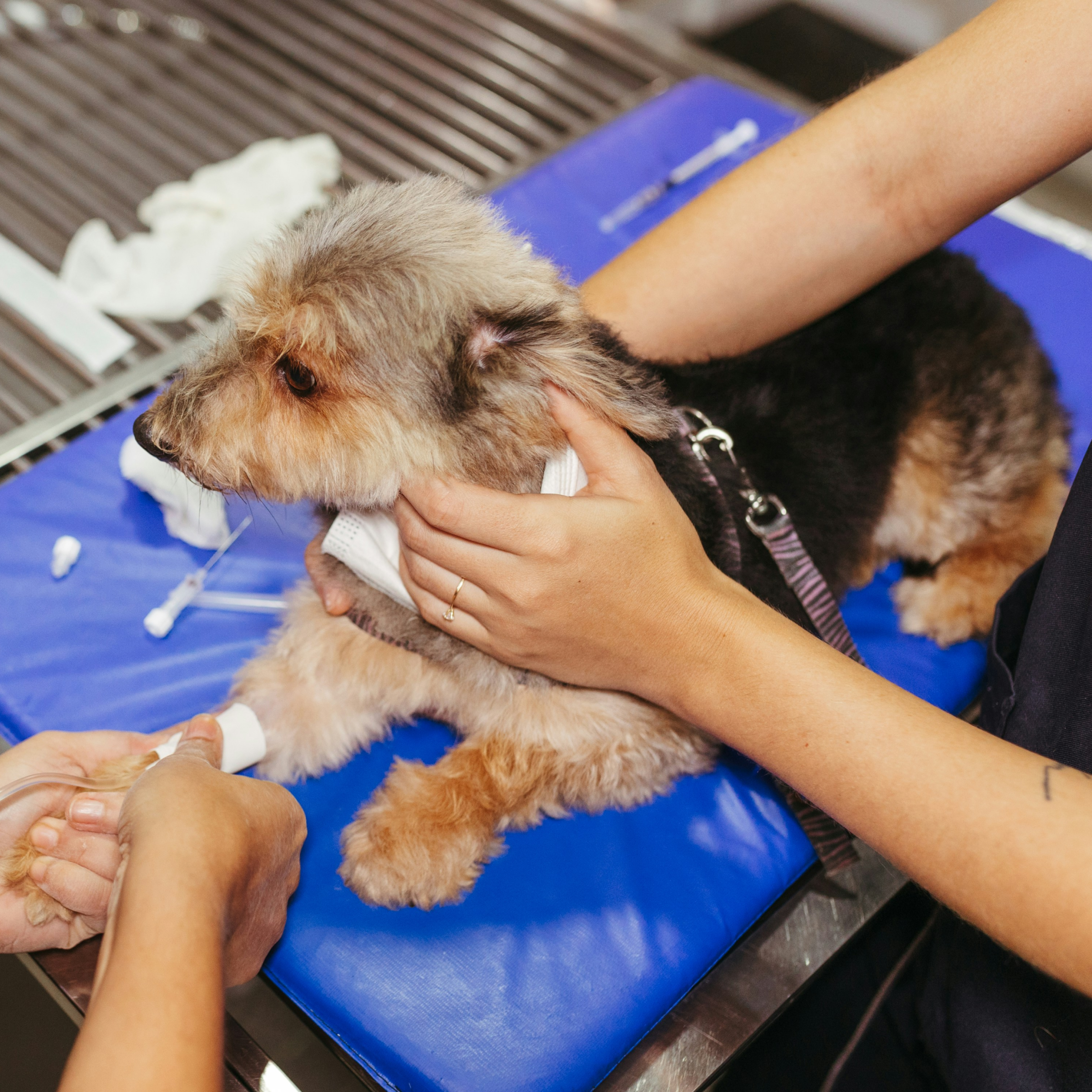 Home-Bound Hound Checks– A Gift for a Dog in Our Care