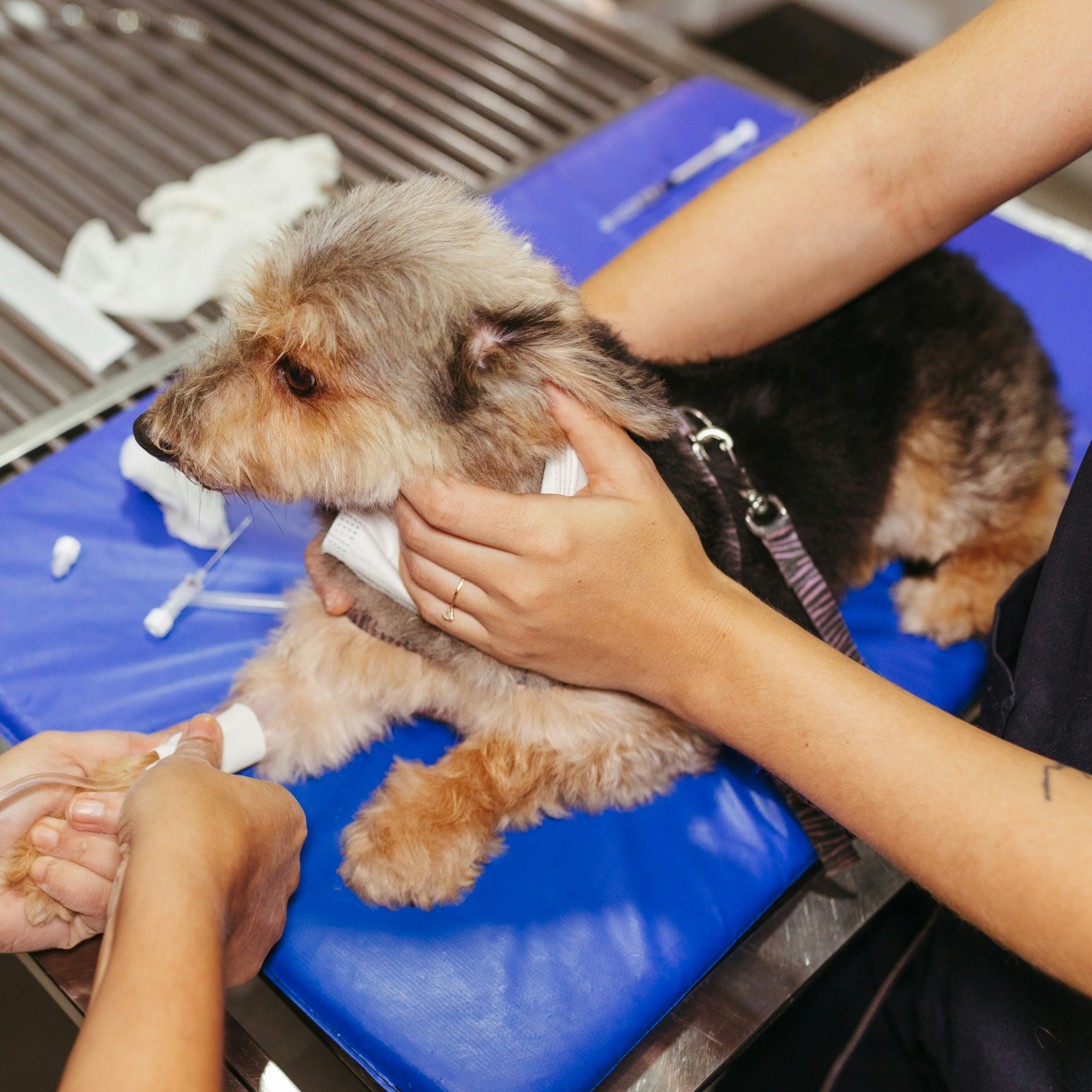 Home-Bound Hound Checks– A Gift for a Dog in Our Care