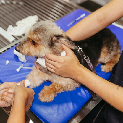 Home-Bound Hound Checks– A Gift for a Dog in Our Care