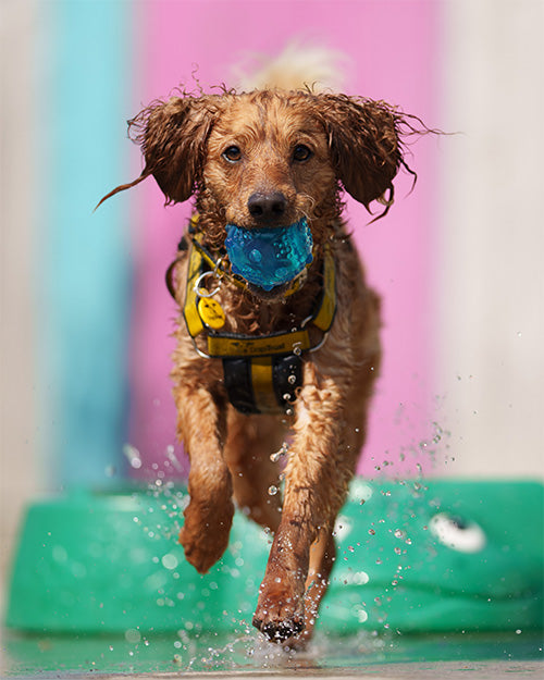 LabPupBall-500x625.jpg__PID:a6849d40-0a11-47cc-82da-35cf23169f07