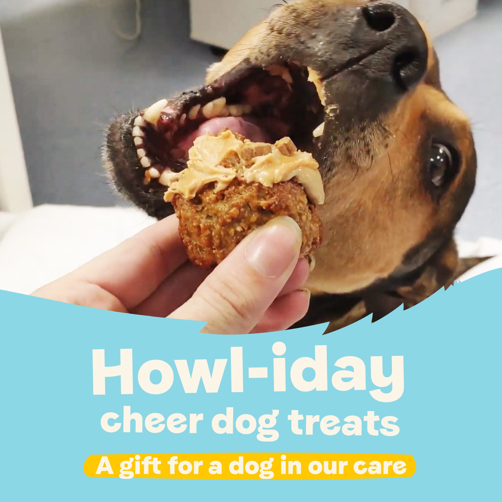 Howl-iday Cheer Dog Treats – A Gift for a Dog in Our Care