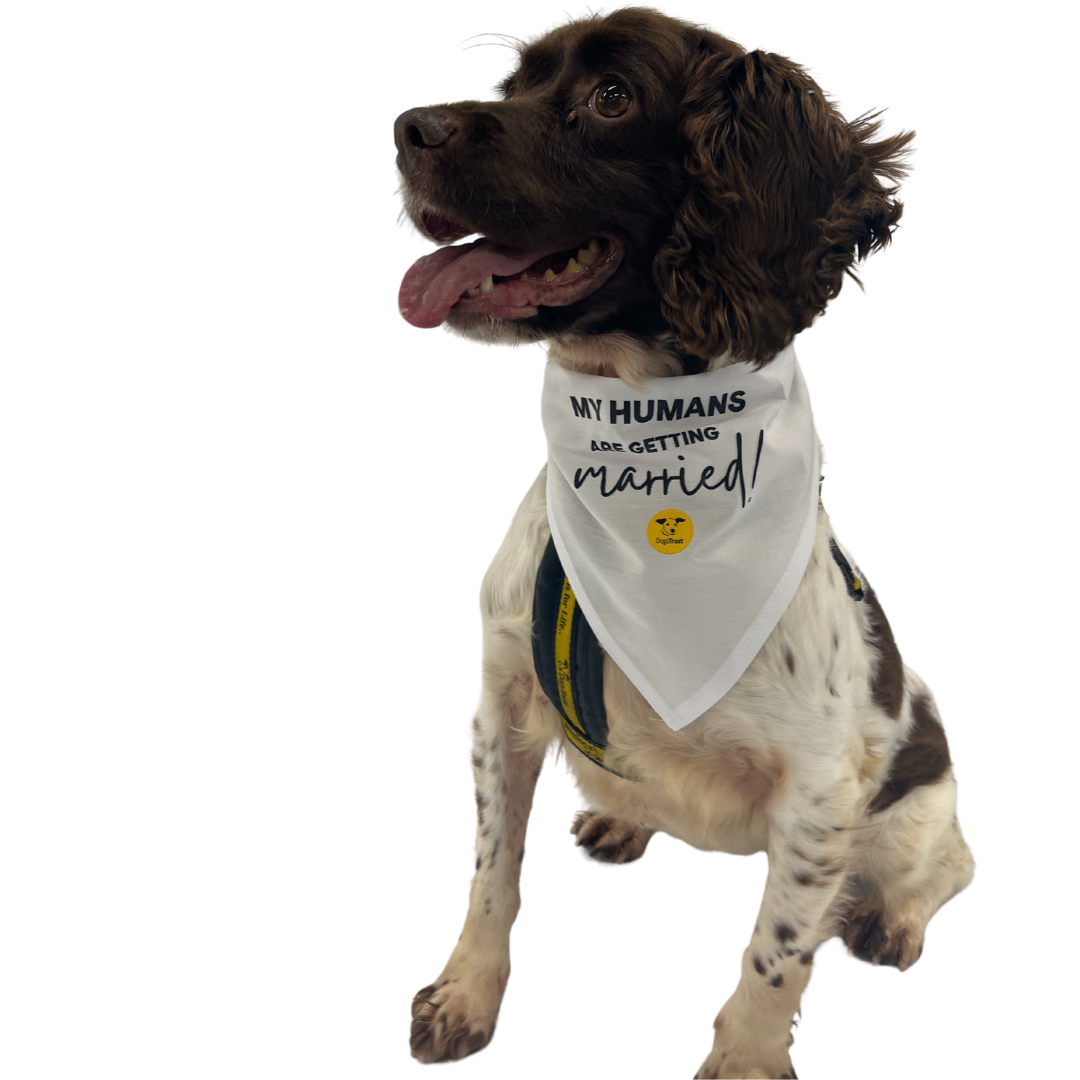 Wedding Dog Bandanas with Adorable Designs