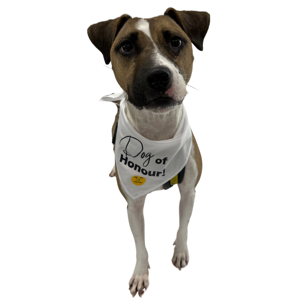 Wedding Dog Bandanas with Adorable Designs