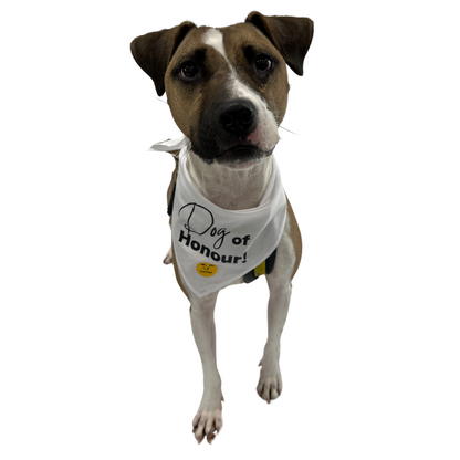Wedding Dog Bandanas with Adorable Designs
