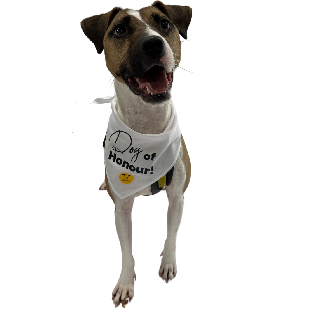 Wedding Dog Bandanas with Adorable Designs