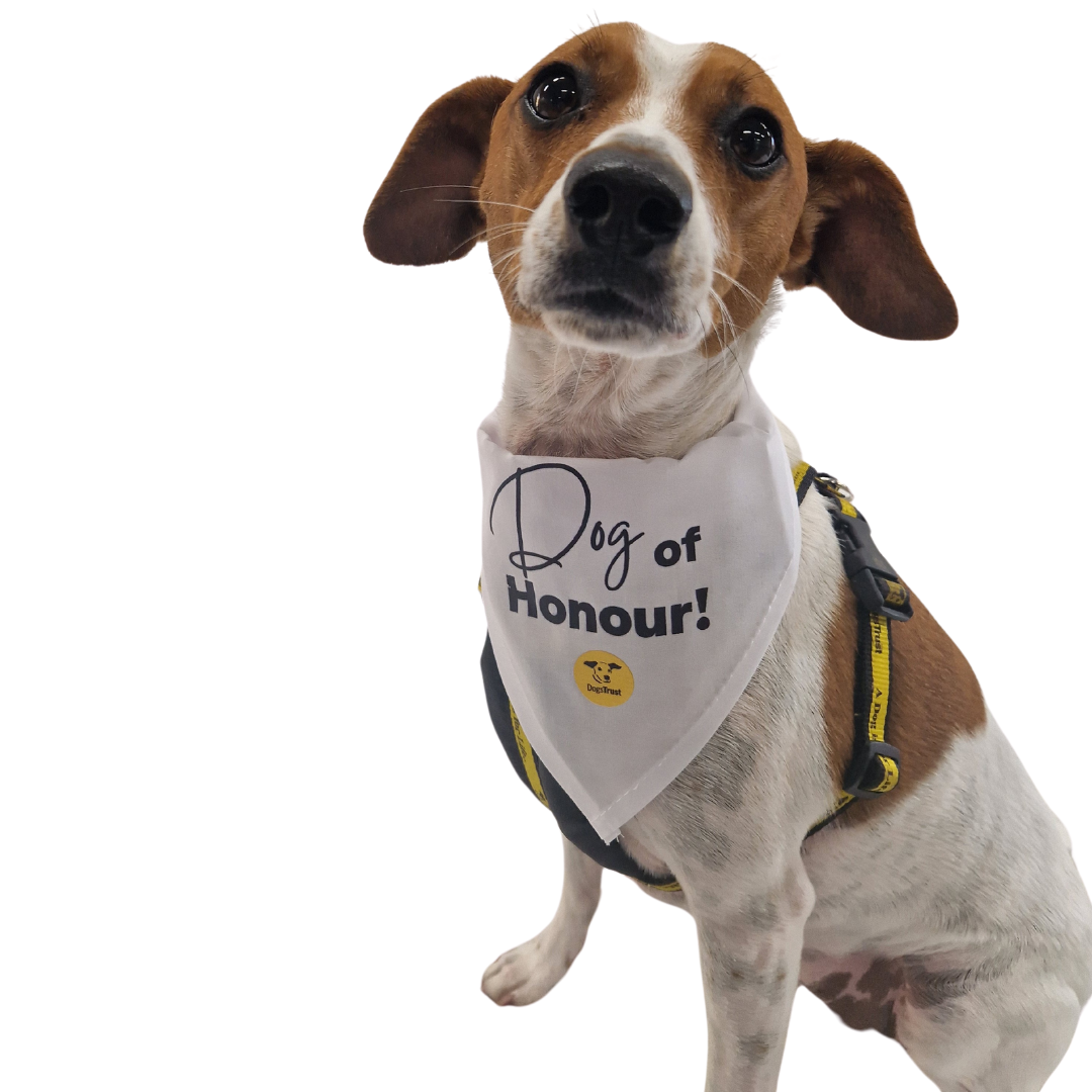 Wedding Dog Bandanas with Adorable Designs
