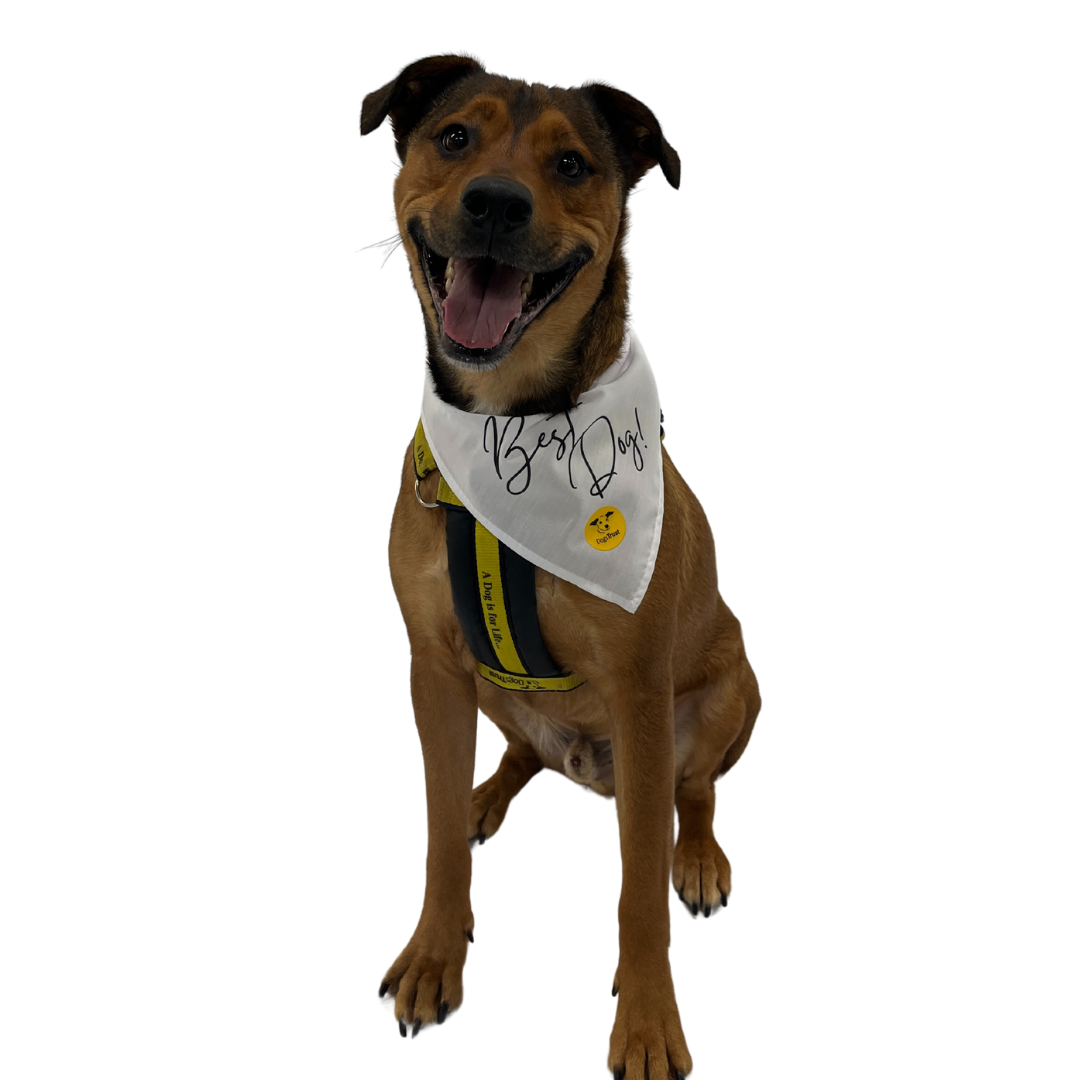 Wedding Dog Bandanas with Adorable Designs
