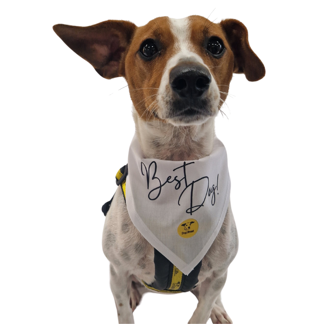 Wedding Dog Bandanas with Adorable Designs