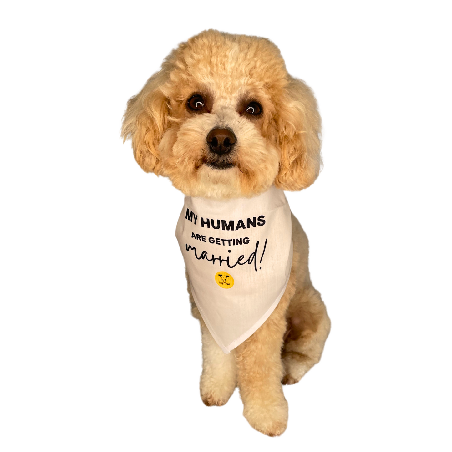 Wedding Dog Bandanas with Adorable Designs