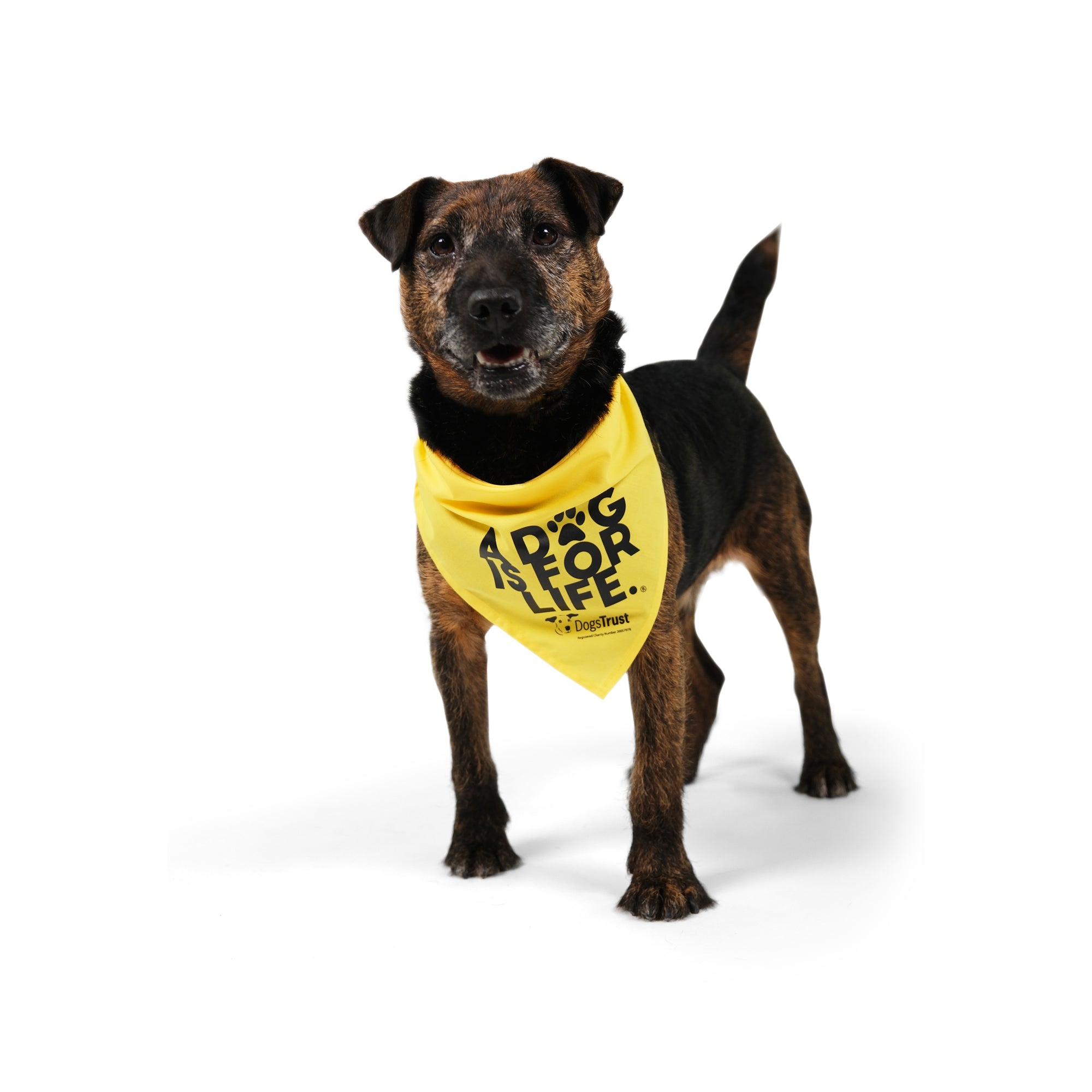 A Dog Is For Life' Bandana - Dog Bandana With Paw Print Design