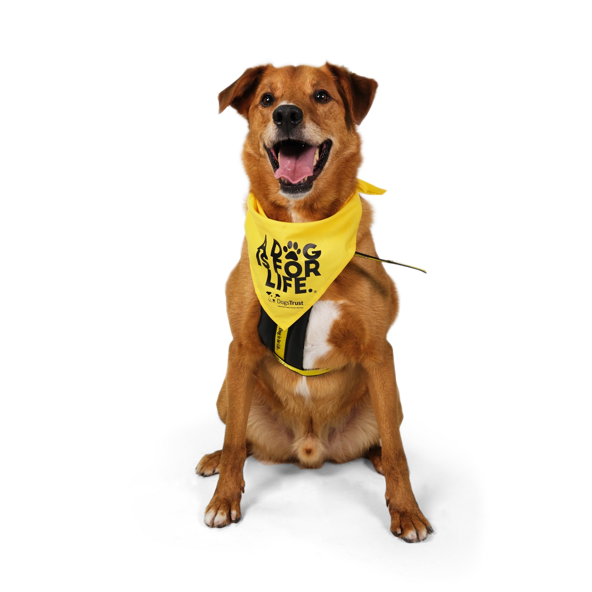 A Dog Is For Life' Bandana - Dog Bandana With Paw Print Design