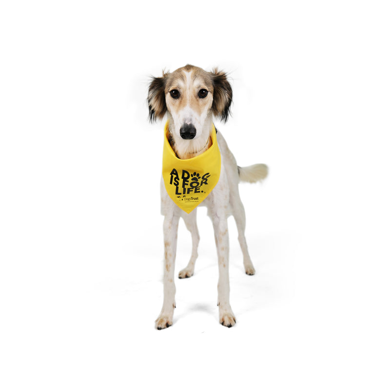 A Dog Is For Life' Bandana - Dog Bandana With Paw Print Design