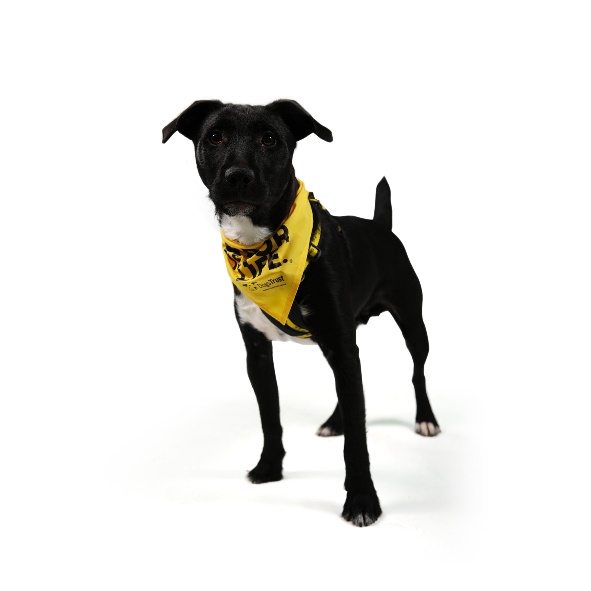 A Dog Is For Life' Bandana - Dog Bandana With Paw Print Design