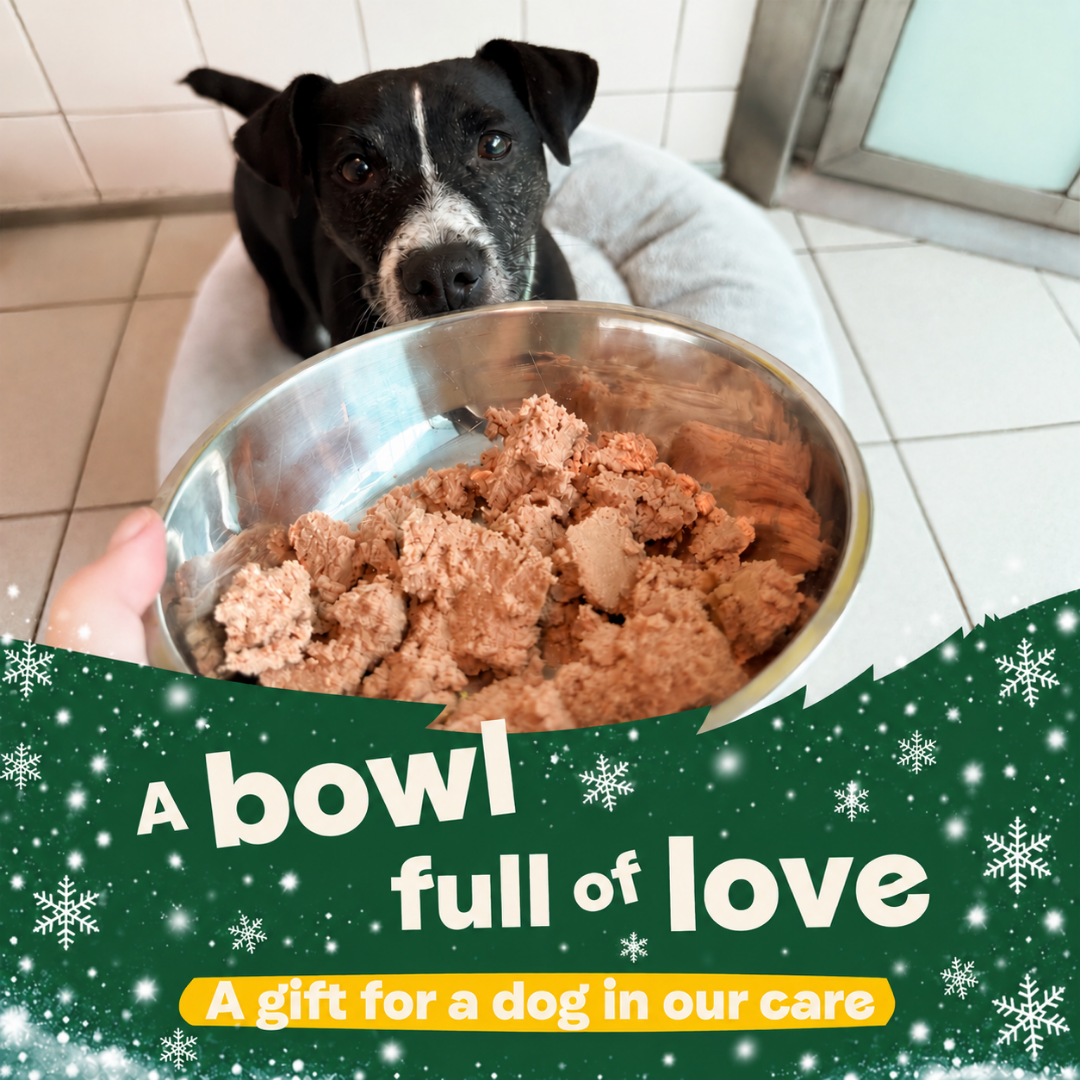 Christmas - A Bowl Full of Love - A Gift for a Dog in Our Care