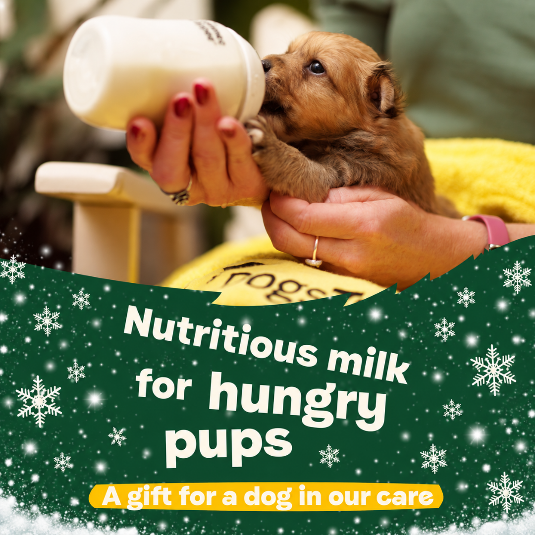 Christmas - Miracle Milk For Hungry Pups – A Gift for a Dog in Our Care