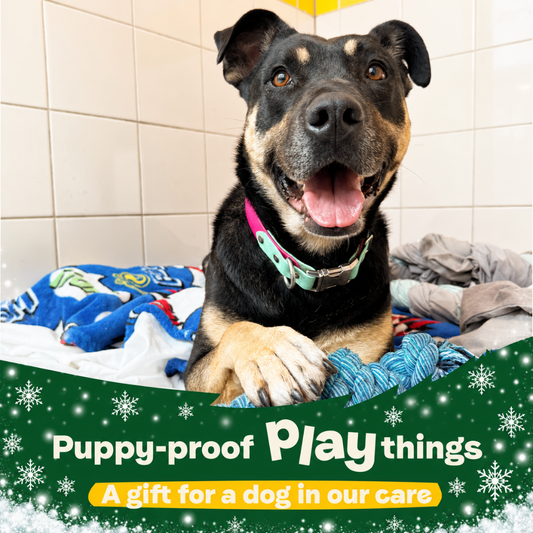 Christmas – Puppy-Proof Playthings - A Gift for a Dog in Our Care